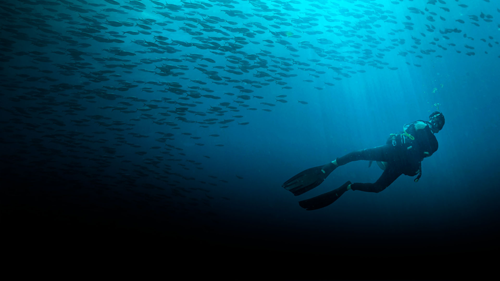 Divers looking for marine life near Arguineguin